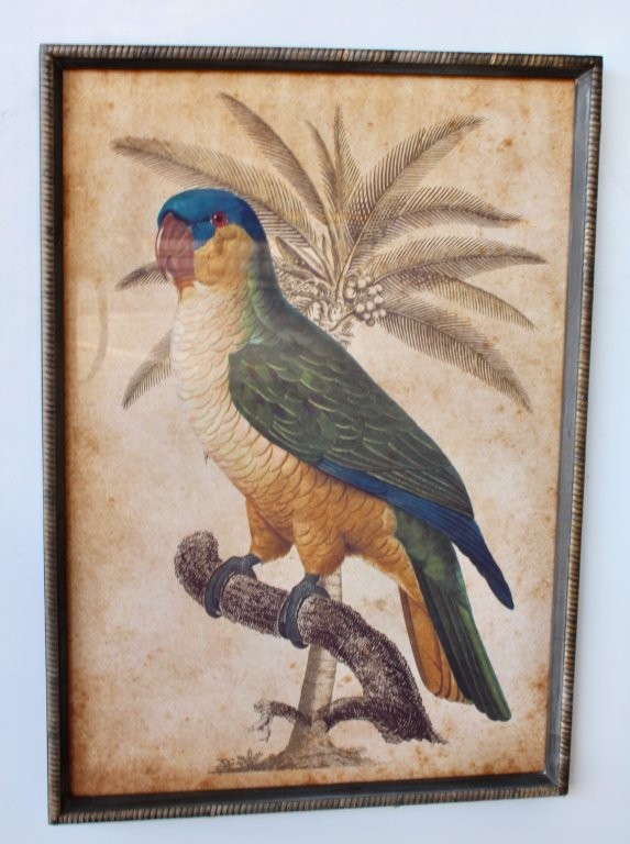 Parrot Blue Head Picture Rattan Frame